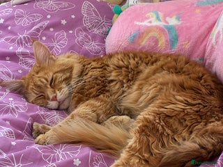 Maine Coon cats Ginger Maine coon boy - Advert 7