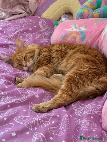 Maine Coon cats Ginger Maine coon boy - Advert 16