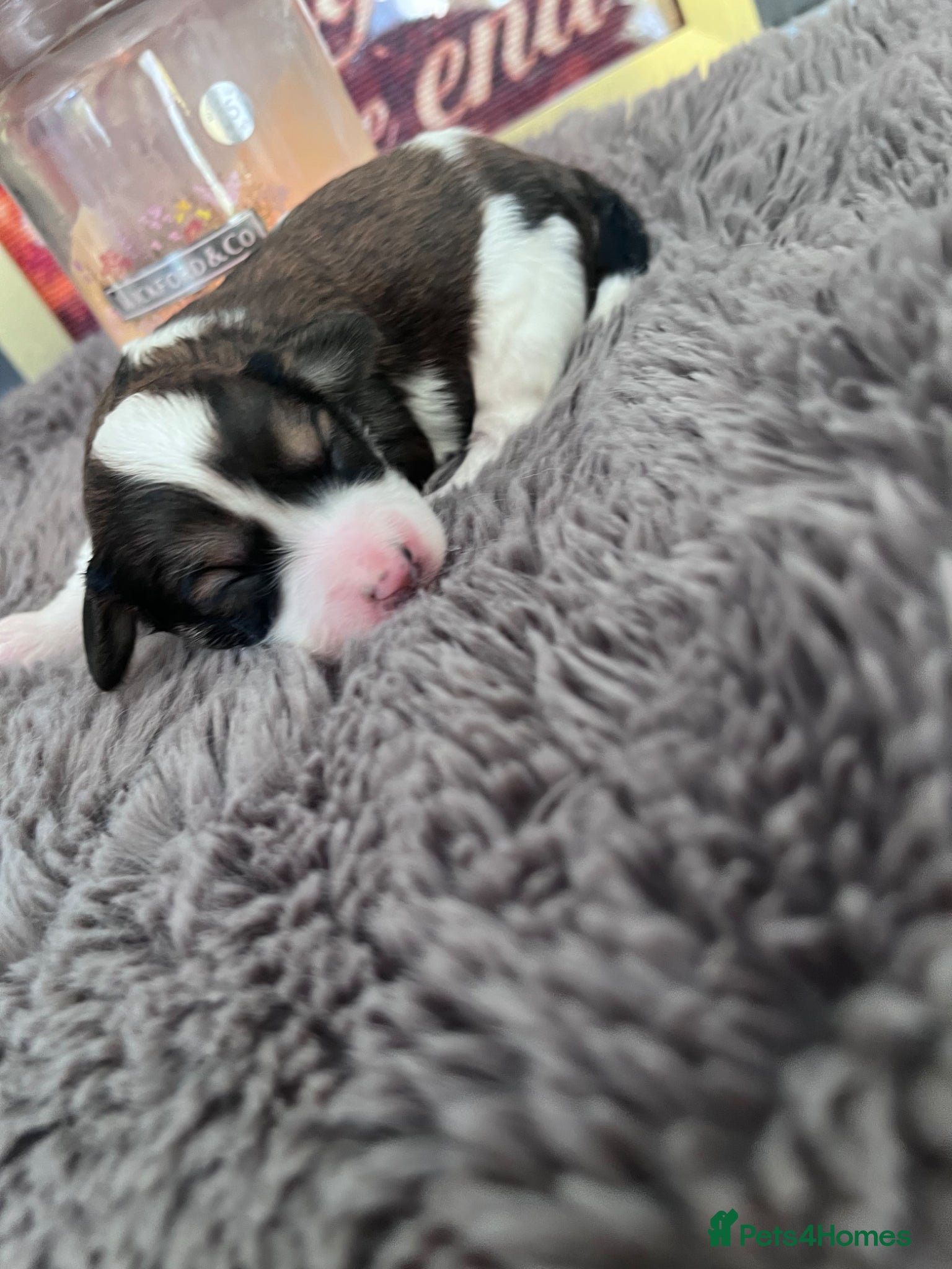 Cavapoo dogs TOY cavapoo puppies  - Advert 2