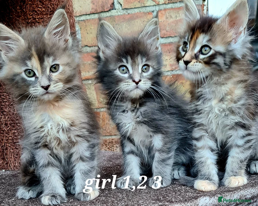 Maine Coon cats for sale: Pedigree tica mainecoon kittens - Advert 1