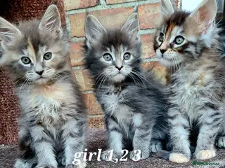 Maine Coon cats Pedigree tica mainecoon kittens - Advert 4