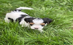 Biewer Terrier dogs for sale: Just one gorgeous boy and girl available  - Image 9