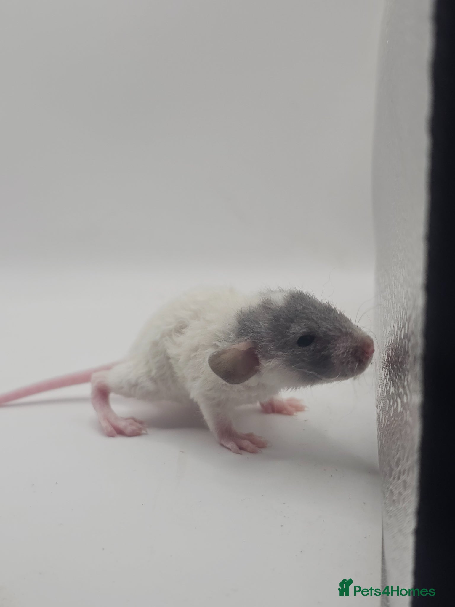 Rat rodents Baby Dumbo Rats ~ Rex & Double Rex - Advert 11