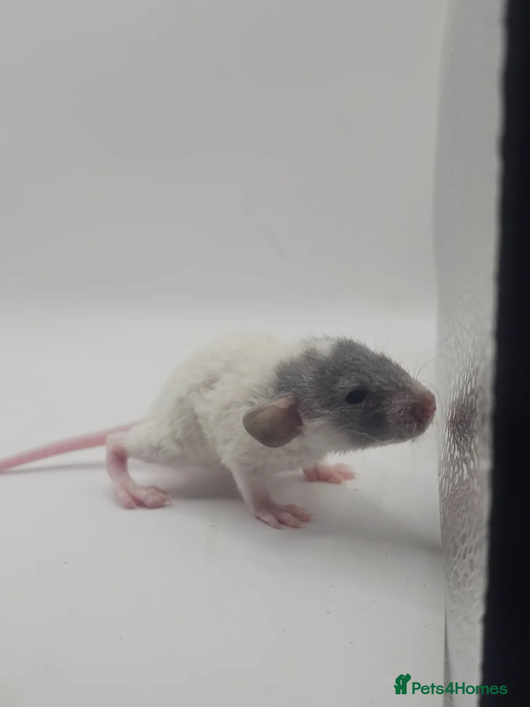 Rat rodents for sale: Baby Dumbo Rats ~ Rex & Double Rex - Advert 1