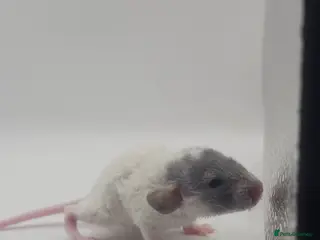 Rat rodents Baby Dumbo Rats ~ Rex & Double Rex - Advert 1