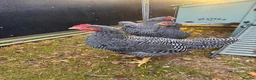 Chickens poultry for sale: Plymouth Rock Cockerel in Market Rasen - Advert 1