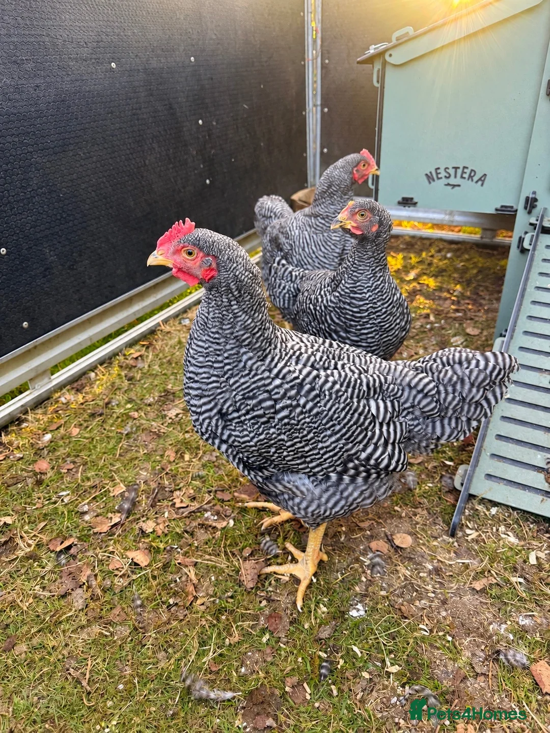 Chickens poultry for sale: Plymouth Rock Cockerel in Market Rasen - Advert 1