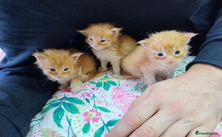 Maine Coon cats 5 beautiful full Maine Coon kittens for sale - Advert 1