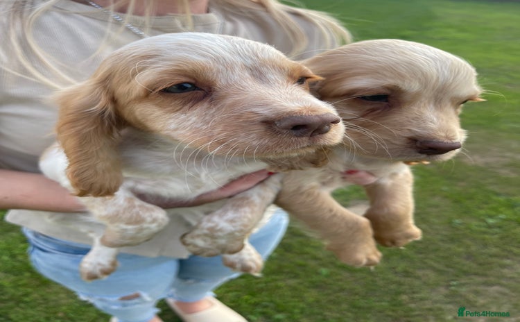 Cocker Spaniel dogs in Maidstone - Advert 9