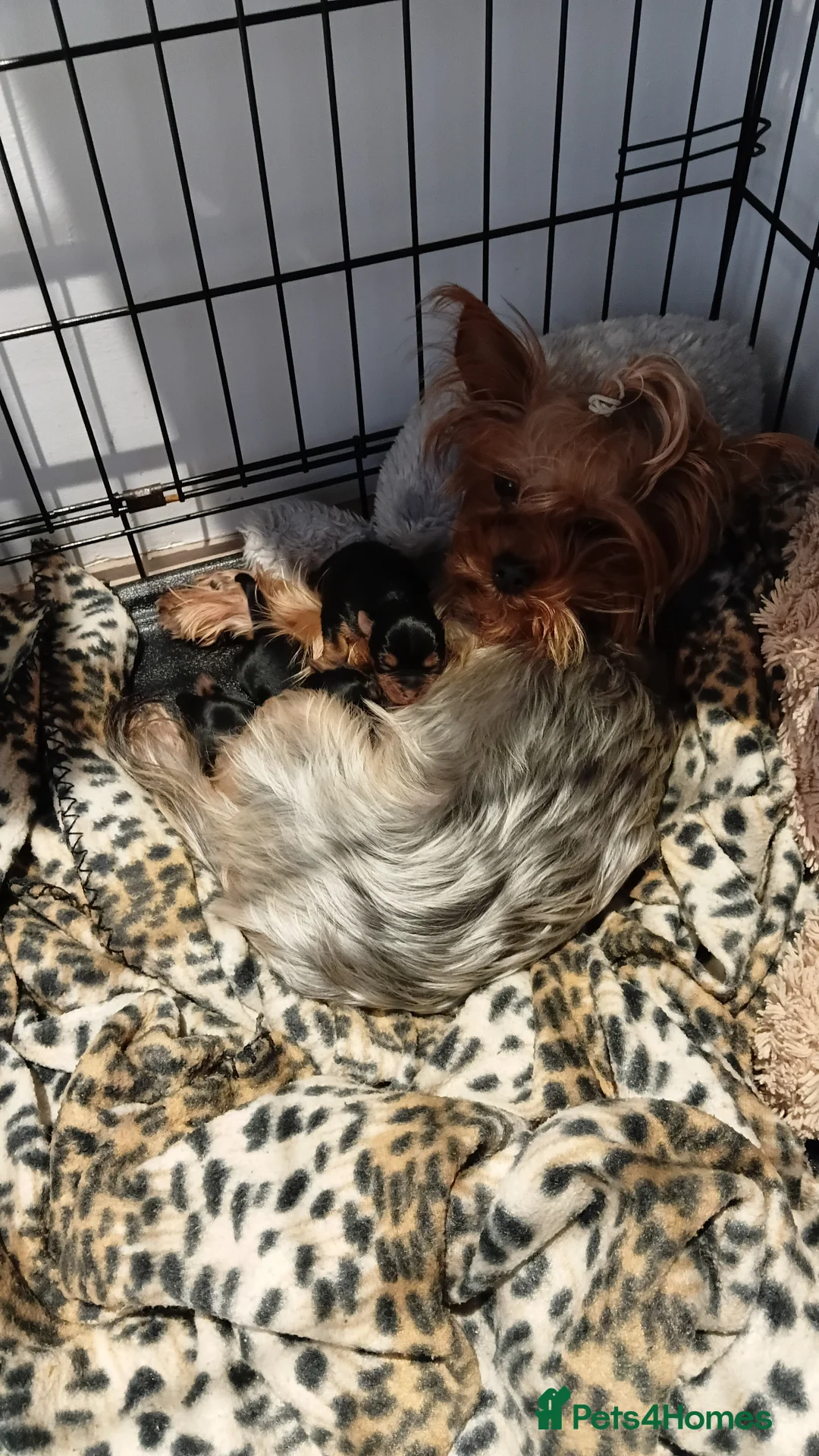 Yorkshire Terrier dogs for sale: Yorkshire terrier puppies - Advert 1