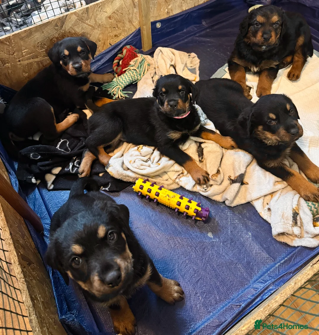 Rottweiler dogs for sale: Rottweiler Puppies Available – 2 Girls & 1 Boy 🐾 - Advert 1