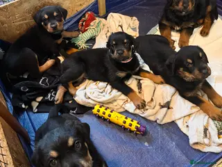 Rottweiler dogs Rottweiler Puppies Available – 2 Girls & 1 Boy 🐾 - Advert 1