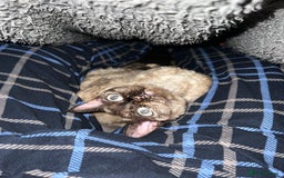 Devon Rex cats for sale: Devon Rex  - Image 2