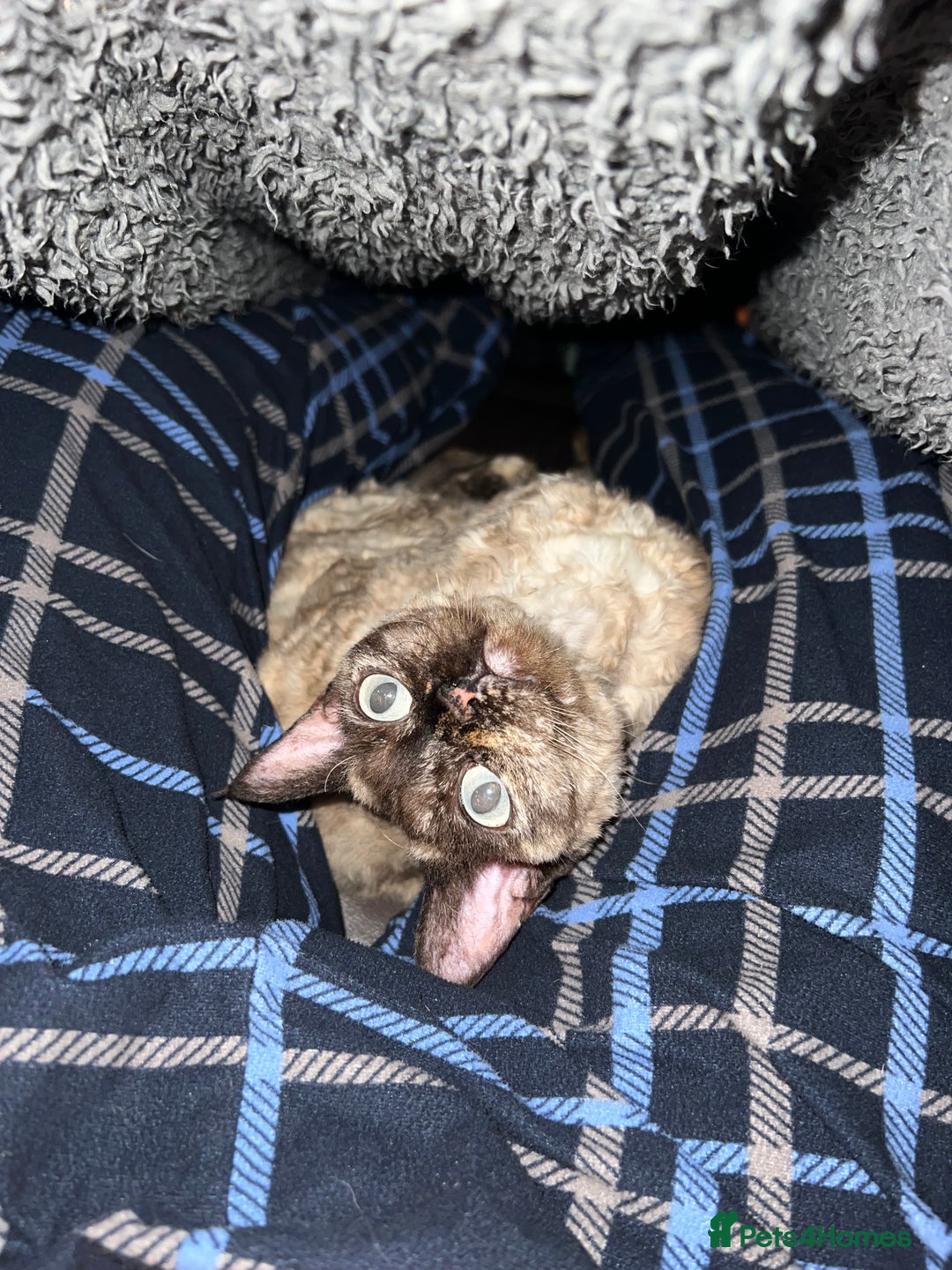 Devon Rex cats for sale: Devon Rex  - Image 2
