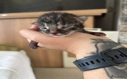 Mixed Breed cats for sale: Adorable Kittens Available  - Image 9