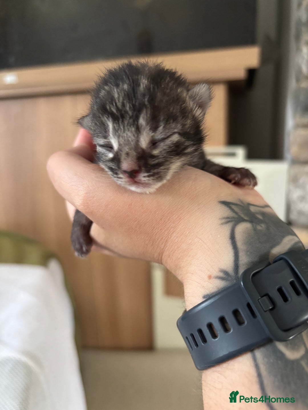 Mixed Breed cats for sale: Adorable Kittens Available  - Image 9