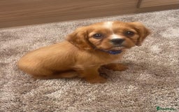 Cockalier dogs for sale: Gorgeous Cockalier Puppies… - Image 12