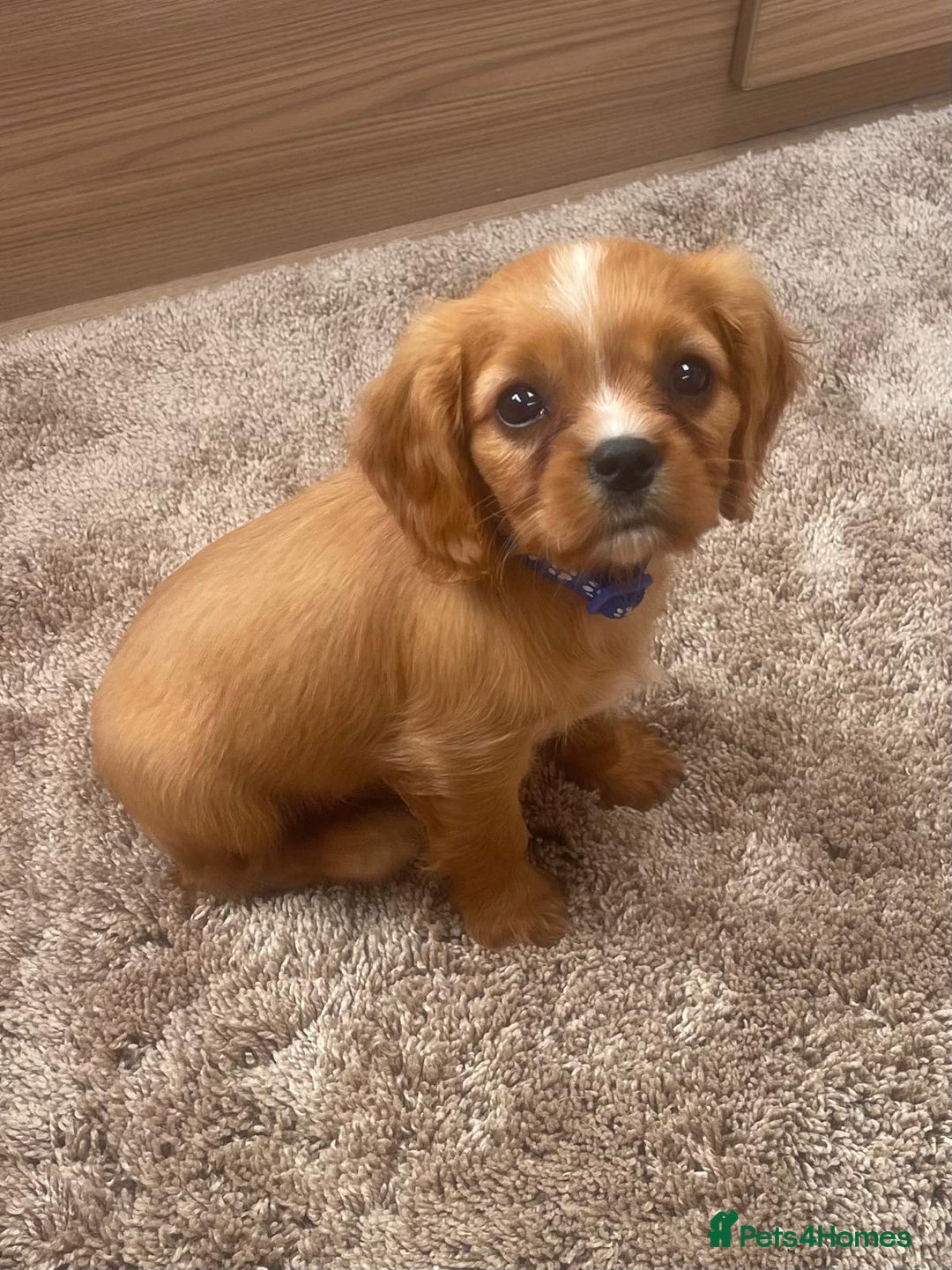Cockalier dogs for sale: Gorgeous Cockalier Puppies… - Image 12