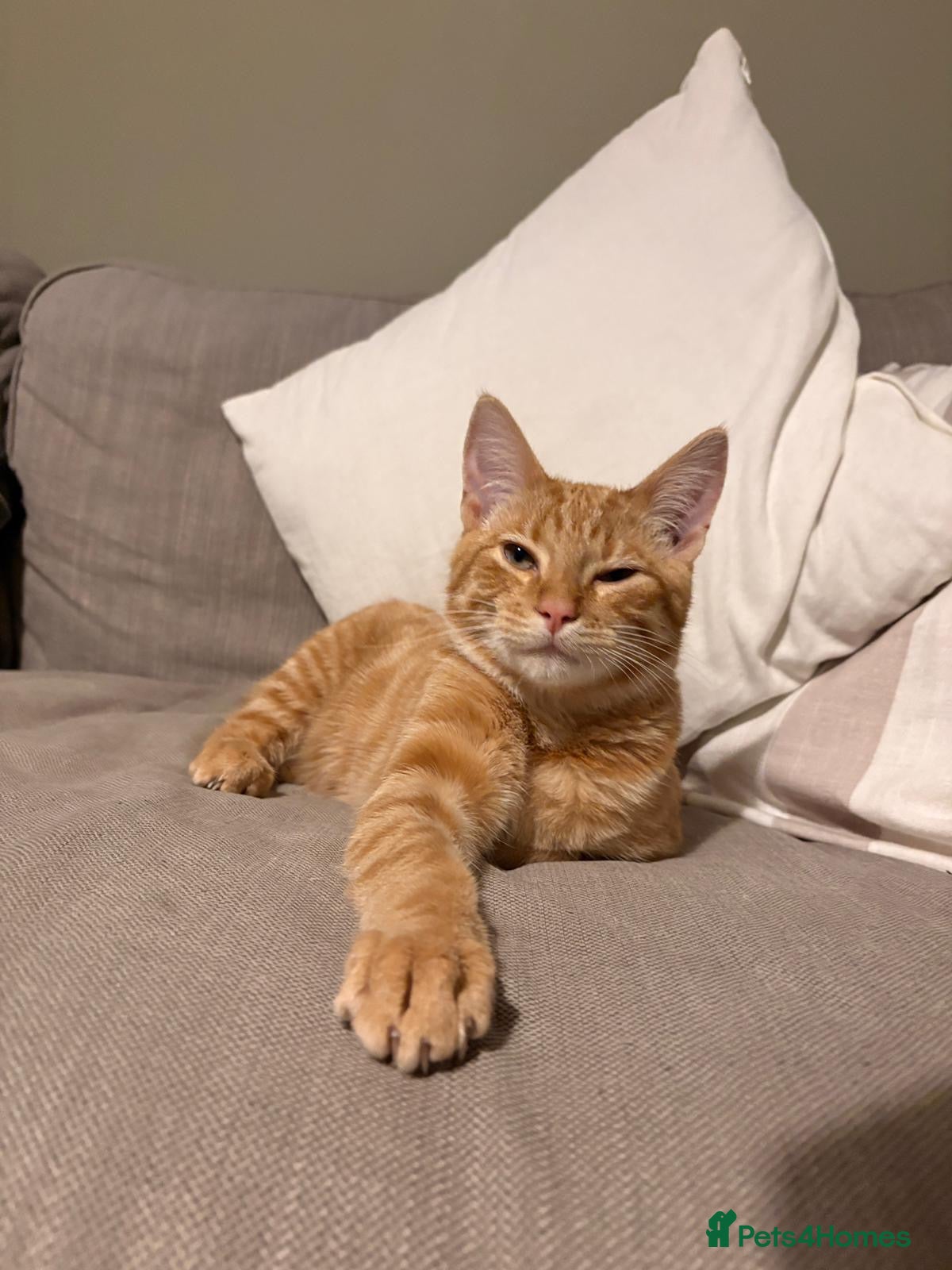 Pixie Bob cats Sonny the Pixie Bob - Advert 1