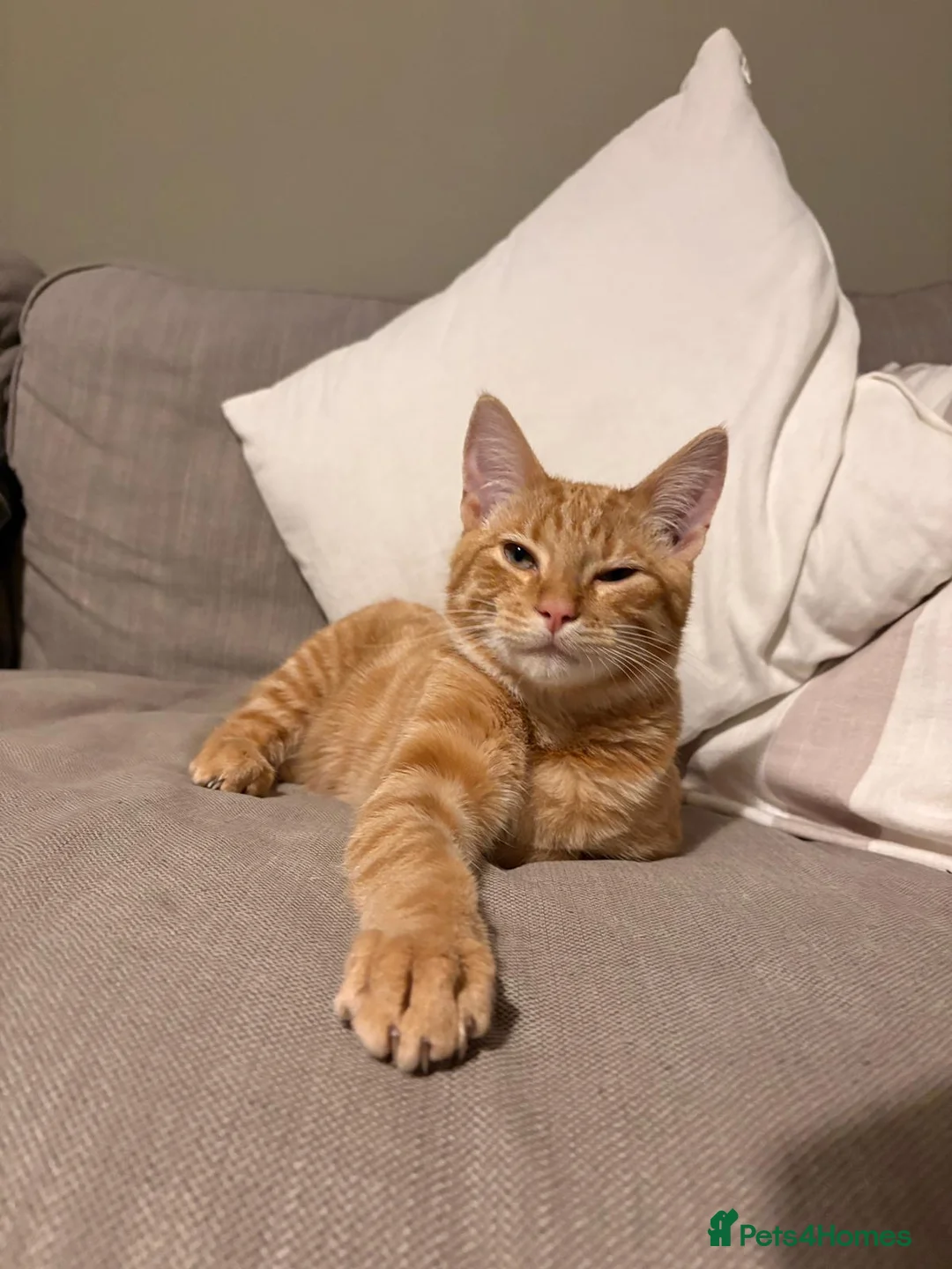 Pixie Bob cats for sale: Sonny the Pixie Bob - Advert 1