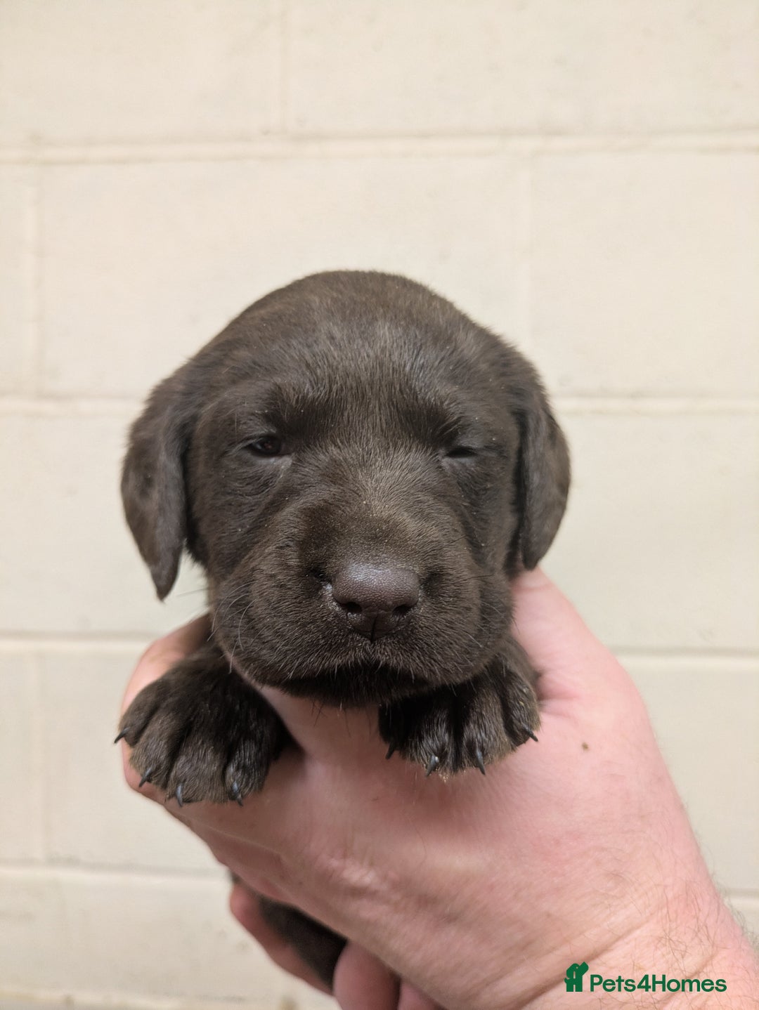 Labrador Retriever dogs for sale: Gorgeous chocolate Labrador puppies for sale - Advert 19
