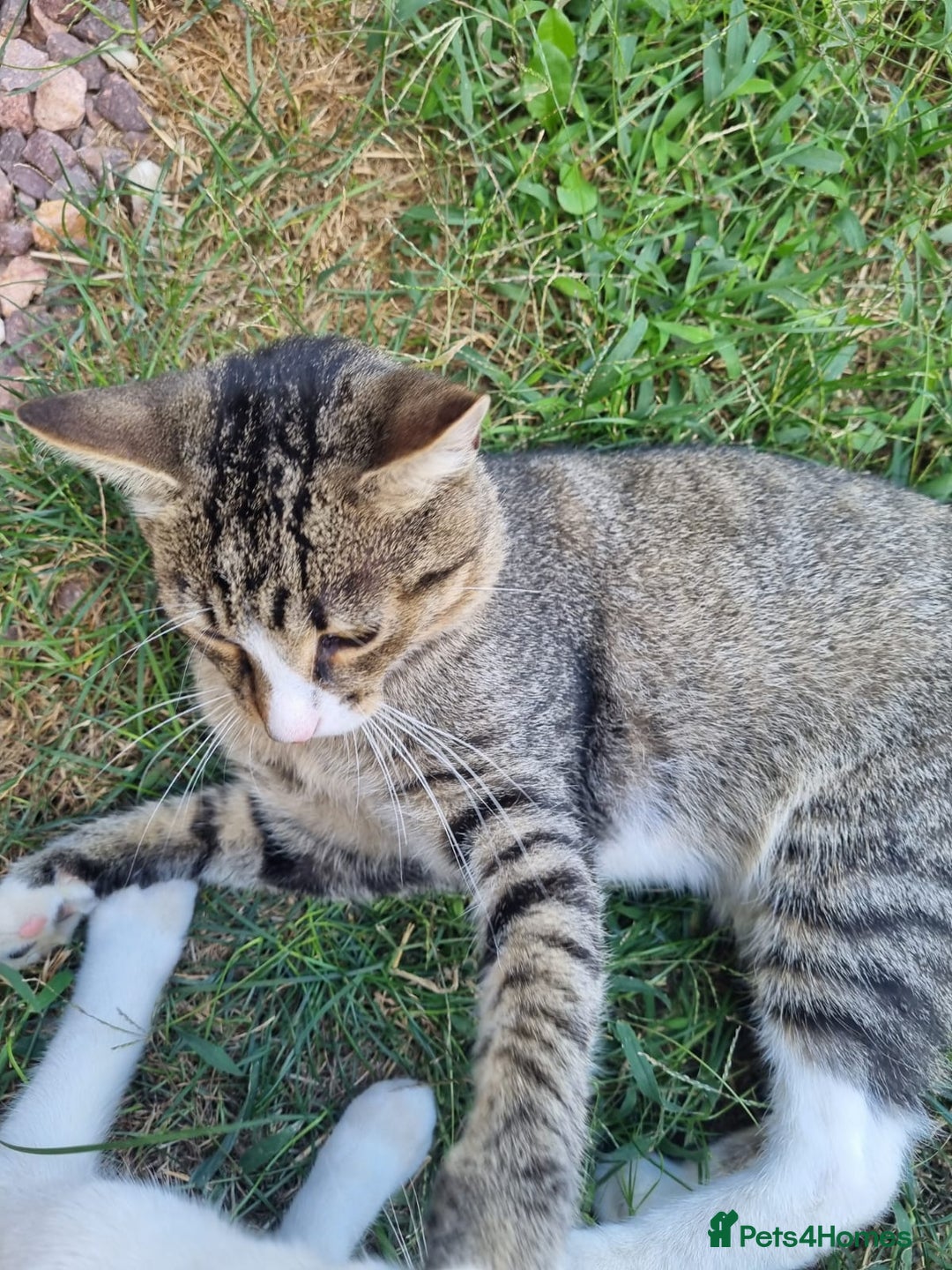 Mixed Breed cats for adoption: TOM a friendly & proud boy who needs a Loving Home - Advert 3