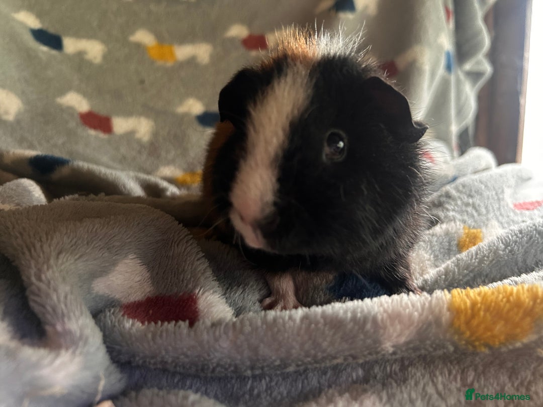 Guinea Pig rodents for sale: Lovely Teddy and Coronet baby Guinea pigs - Image 27