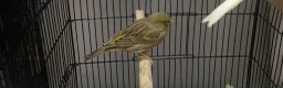 Canaries birds for sale: Fife canaries  - Advert 7