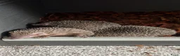 Pygmy Hedgehog rodents for sale: Trio of lesser tenrecs  - Advert 3