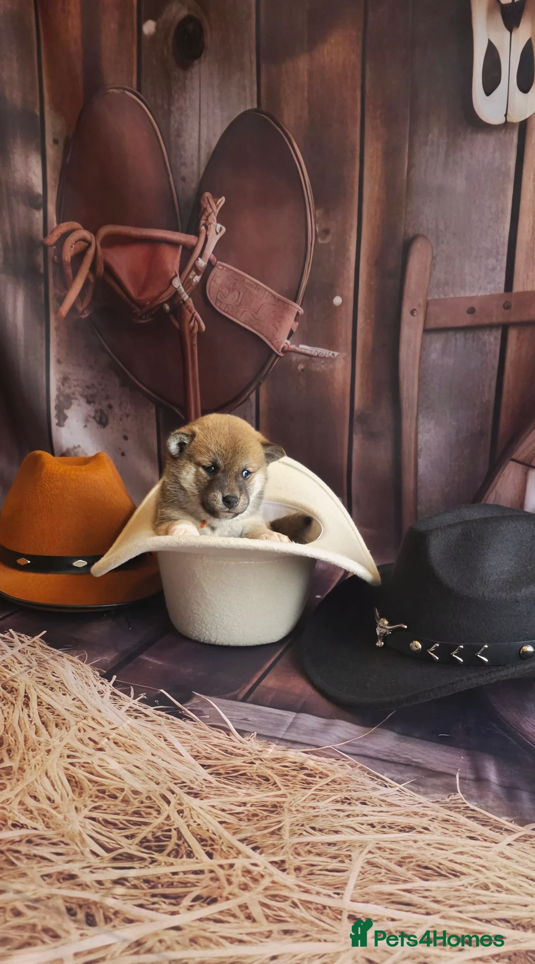 Japanese Shiba Inu dogs for sale: Outstanding Japanese Shiba Inu - Advert 20