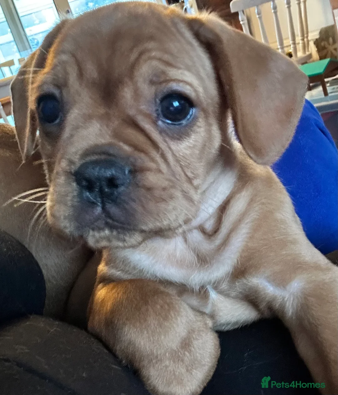 Mixed Breed dogs for sale: frenchel pups READY TO LEAVE - Advert 5