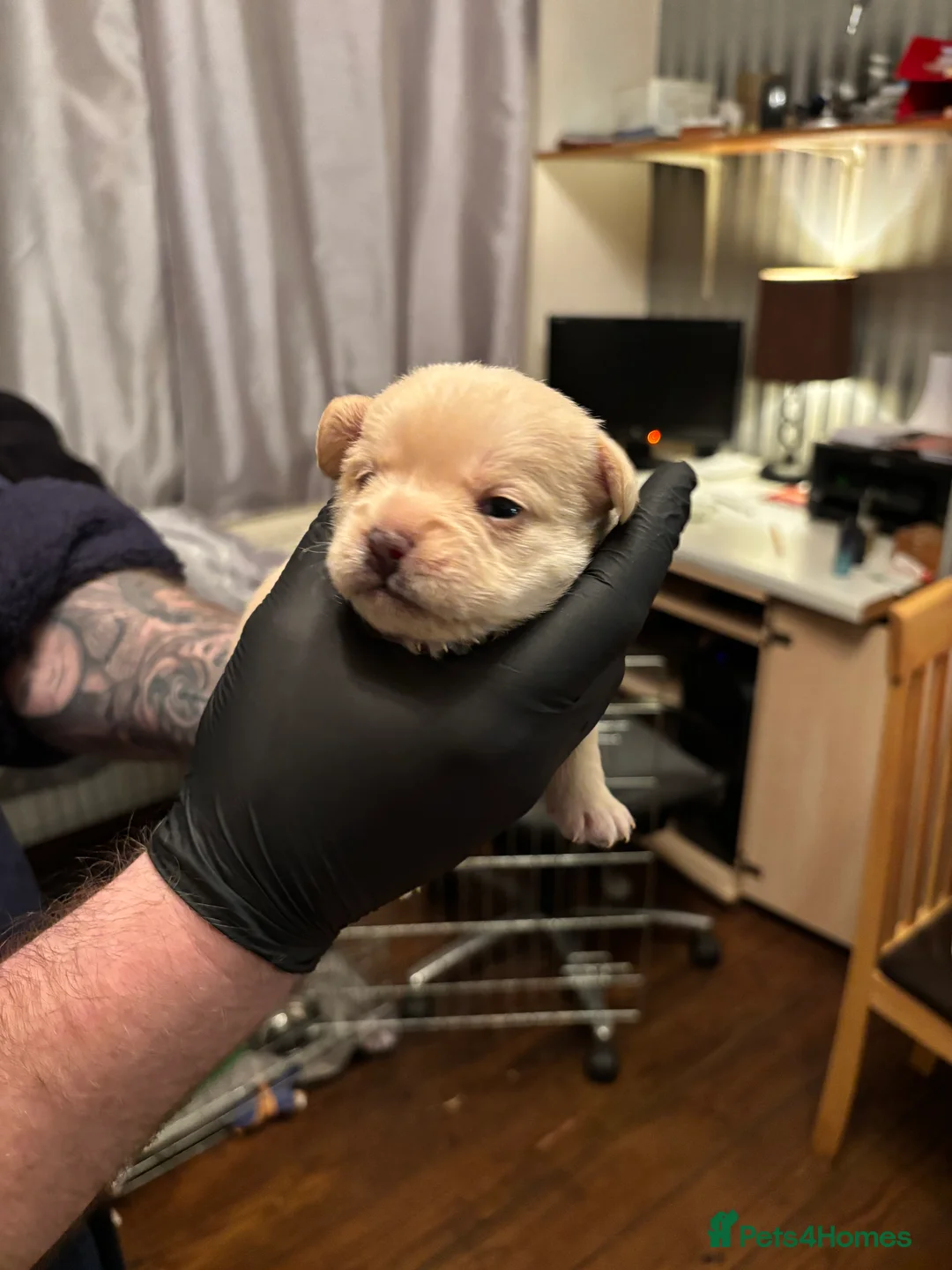 Mixed Breed dogs for sale: Floodles - Advert 31