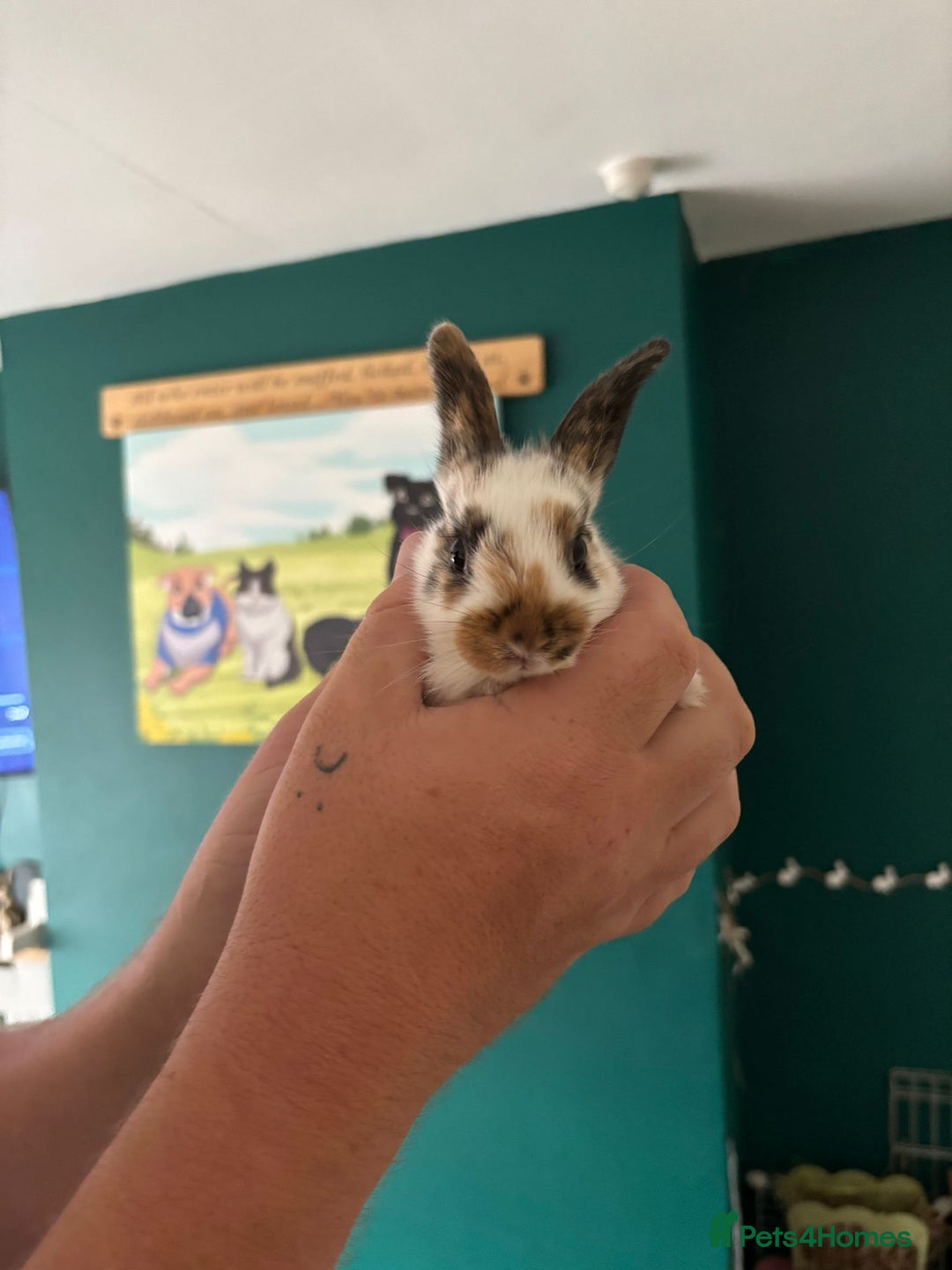 Mini Lop rabbits for sale: 8 baby rabbits - Image 19