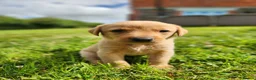 Labrador Retriever dogs for sale: Quality KC Fox Red Labradors  - Advert 15