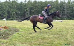 Irish Thoroughbred horses for sale:  SUPER SAFE SCHOOL MASTER  - Image 7