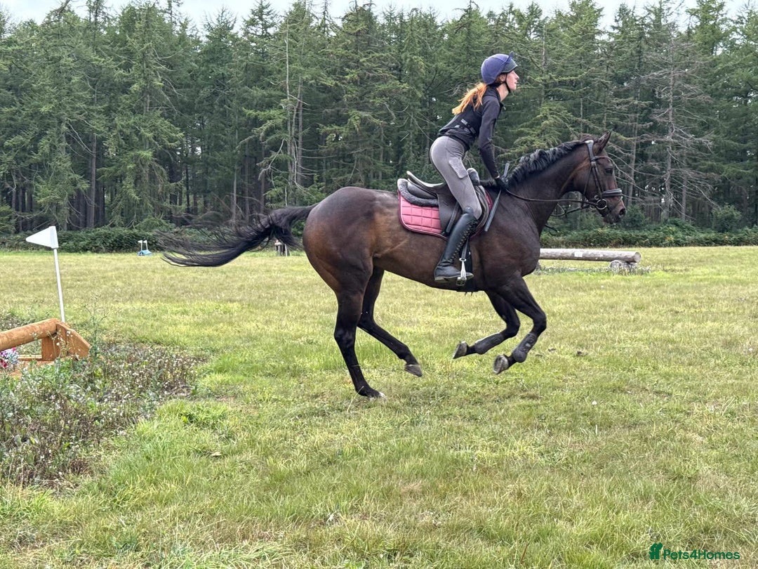 Irish Thoroughbred horses for sale:  SUPER SAFE SCHOOL MASTER  - Image 7