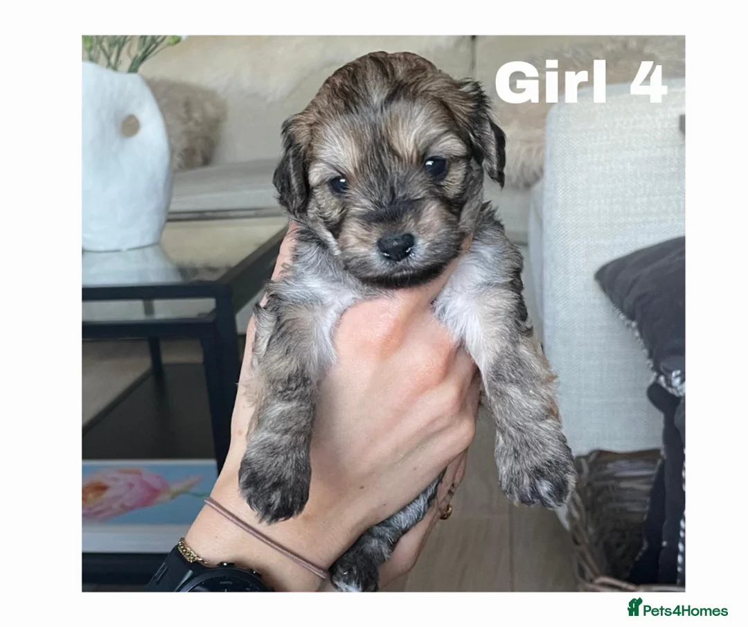 Maltipoo dogs for sale: Adorable Maltipoo girls ready to leave 22nd of Feb - Advert 7