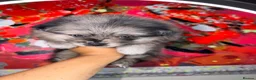 Pomeranian dogs for sale: Pomeranian puppies - Advert 15