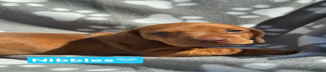 Miniature Dachshund Puppy 1