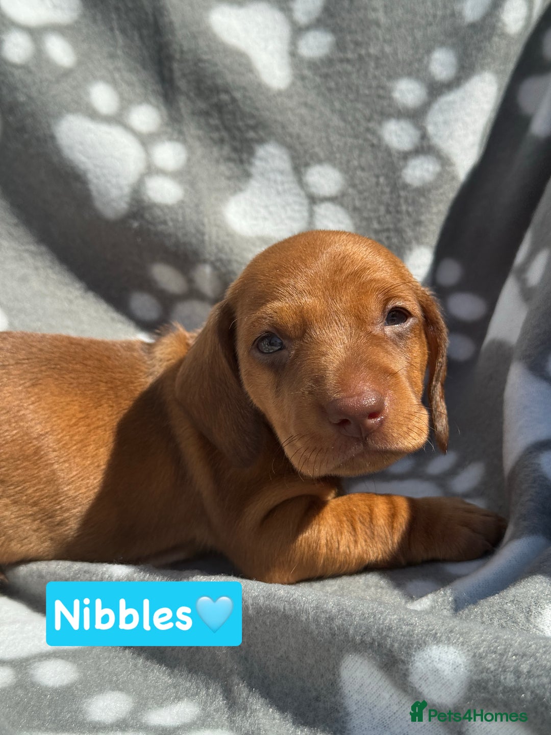 Miniature Dachshund dogs for sale: Miniature dachshund  - Image 13