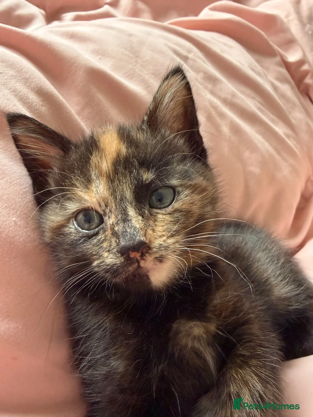 Mixed Breed cats for sale: Kittens - Advert 2