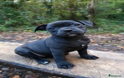 Staffordshire Bull Terrier dogs for sale: Ready Soon, KC reg, Full Vacs, BVA Eye tested 🐾 - Advert 9