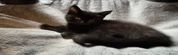 Maine Coon cats for sale: Maine coon x - Advert 5