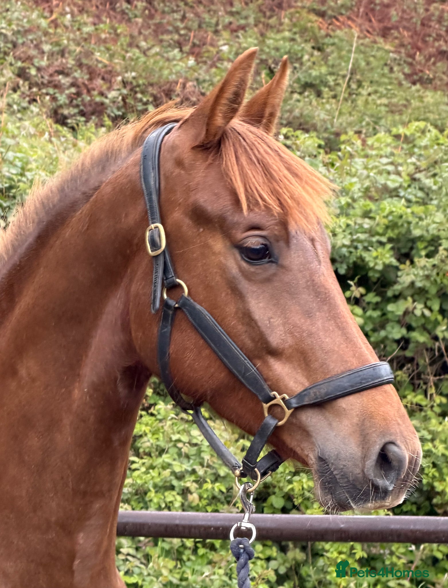Irish Sports horses WPB Quality 4yr Old - Advert 1