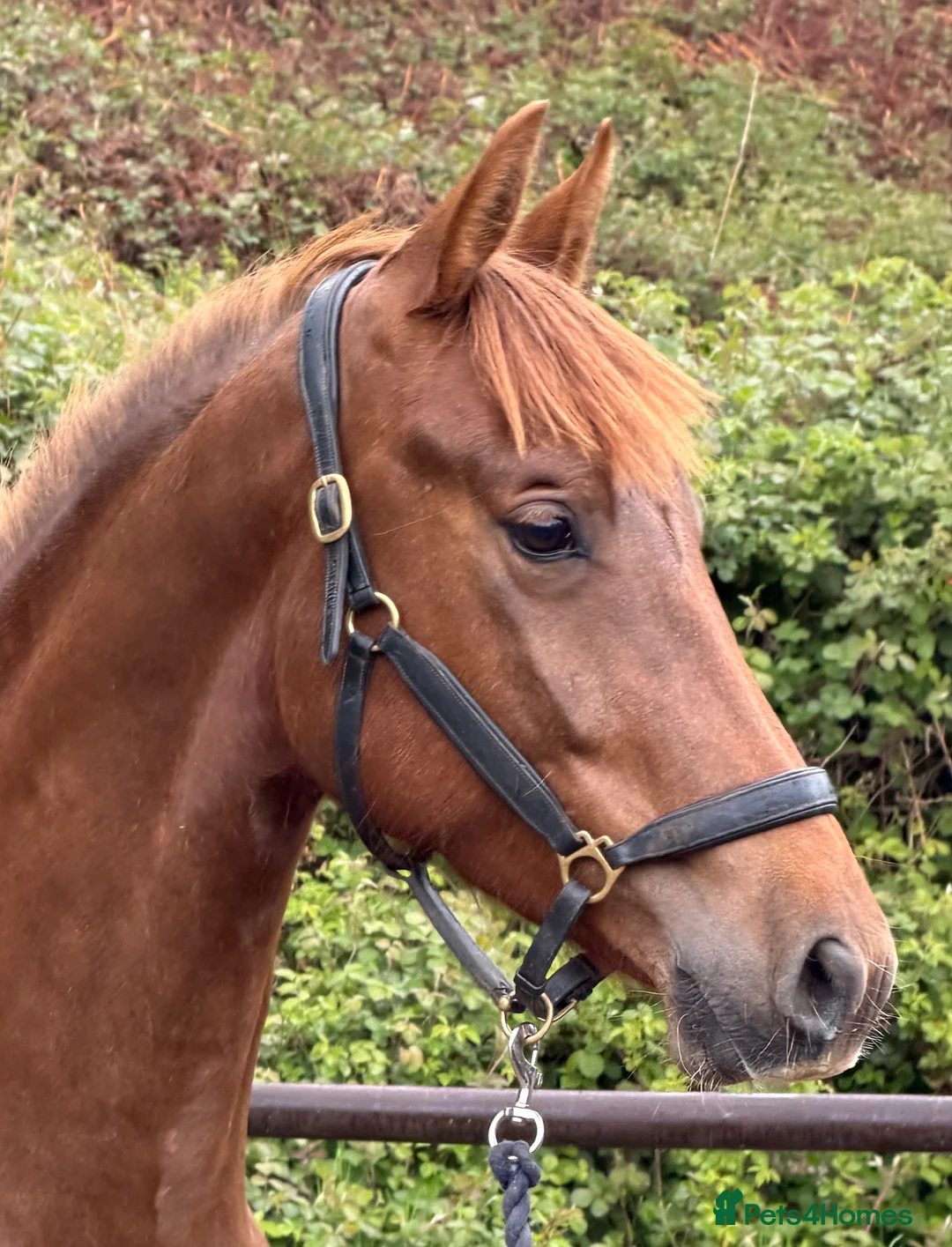 Irish Sports horses for sale: WPB Quality 4yr Old - Advert 2
