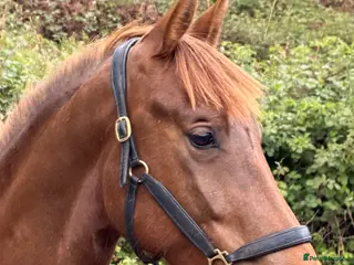 Irish Sports horses WPB Quality 4yr Old - Advert 1