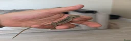 Bearded Dragon reptiles for sale: Baby beardies  - Advert 14