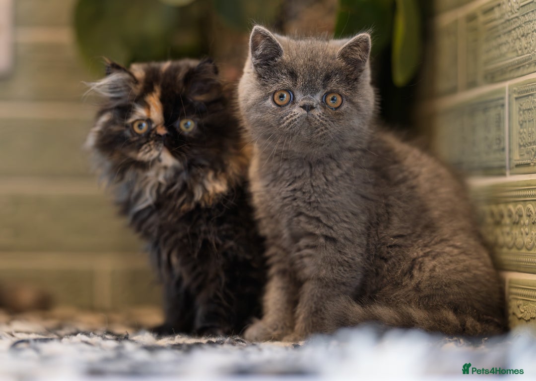 Exotic cats for sale: GCCF Registered - Advert 8