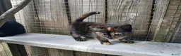 Domestic Shorthair cats for sale: 5 beautiful kittens  - Advert 4