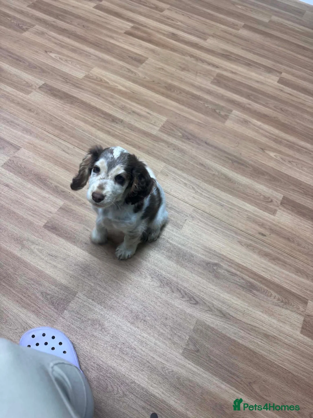Cocker Spaniel dogs for sale: Stunning show type cocker spaniel boys  in Newark - Advert 2
